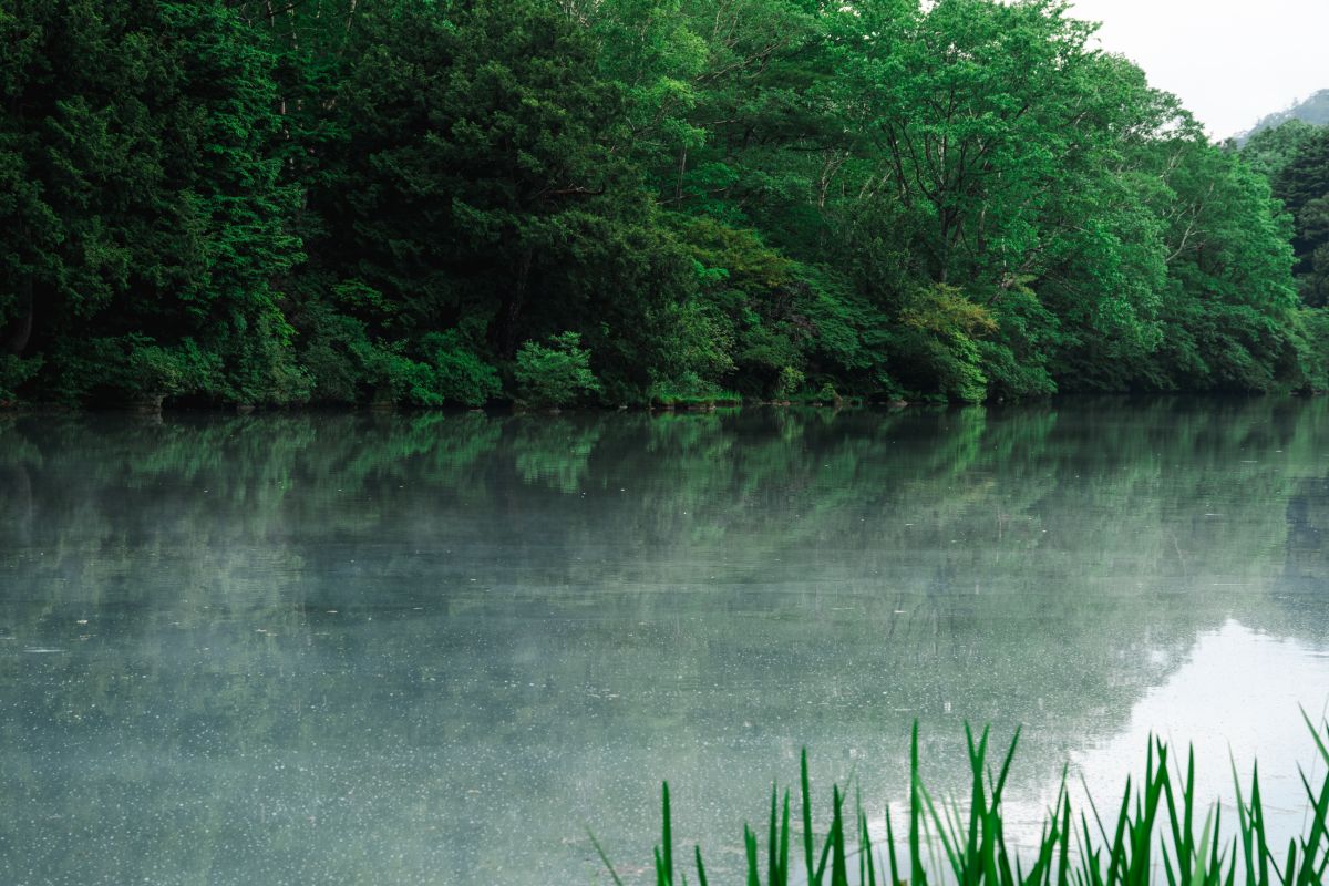 奥日光・湯の湖　2024年６月